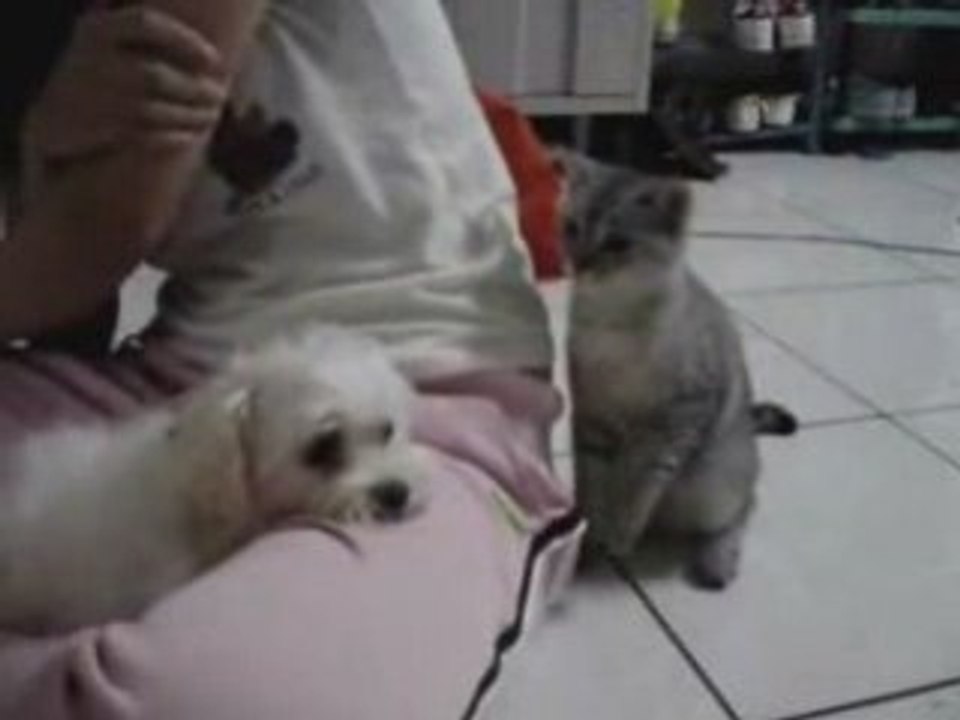 Chat_qui_cherche_la_baston