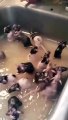 Una mujer les dio un baño a las 50 ratas que tiene como mascotas