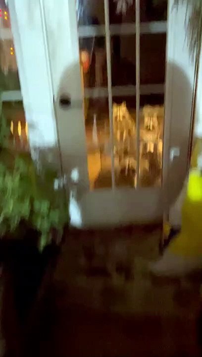 Young Raccoons Visit For Peanut Butter Sandwiches