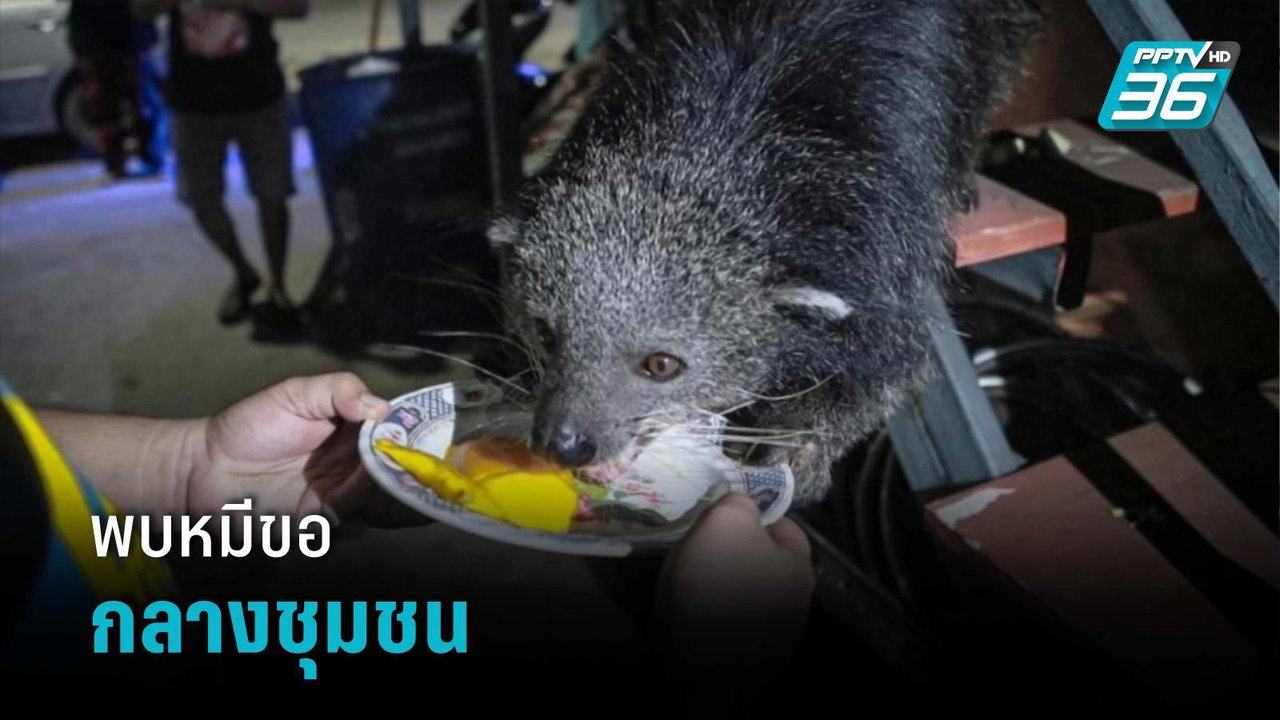แตกตื่นชาวบ้านพบหมีขอกลางชุมชน | โชว์ข่าวเช้านี้
