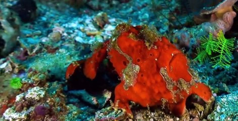 Great Blue Wild S02 E06