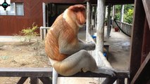 The Proboscis Monkeys, Baby Flowerhorn Fish and Indian gharials || weird animals || trivia