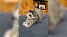 Best Funny Animal Videos 2022  - Funniest Dogs And Cats Videos