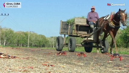 ویدیو؛ آغاز زودهنگام سفر مرگبار خرچنگ‌های کوبایی به سوی خلیج خوک‌ها