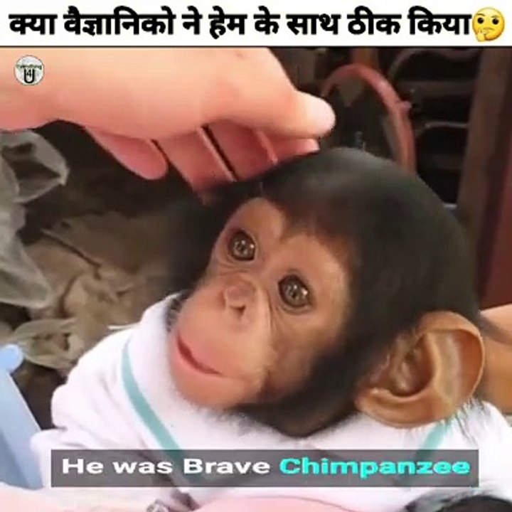 क्या वैज्ञानिको ने इस chimpanzee के साथ सही किया #facts #shorts