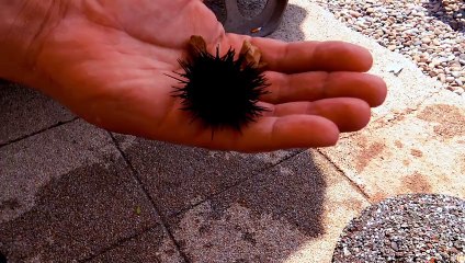 Morski jež izronjen u Neumu, Bosna i Hercegovina.