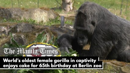 World's oldest female gorilla in captivity enjoys cake for 65th birthday at Berlin zoo