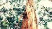 Why experts warn that Eucalyptus tree could have a negative impact on the environment