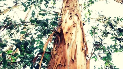 Why experts warn that Eucalyptus tree could have a negative impact on the environment
