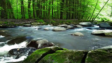 RELAXING MUSIC FOREST RIVER - Peaceful Ambience