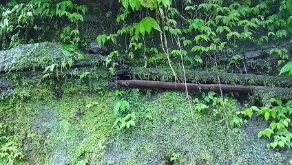 WATER DRIPPING IN THE FOREST - WET CLIFF
