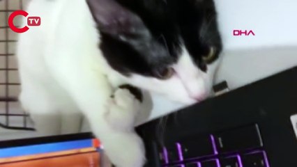 Havalimanında kaybolan kedi, polis operasyonuyla bulundu