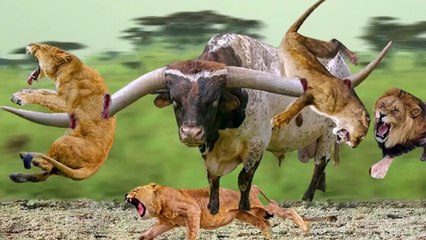 one old  Buffalo VS 10 lions , , old but gold , see how this old lion defeated them all!