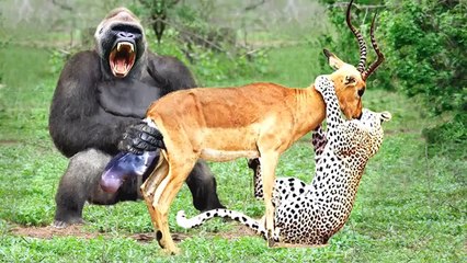 Dramatic Battle: Impala Mother Fights Off Leopards and Gorillas to Save Her Cubs 🦁