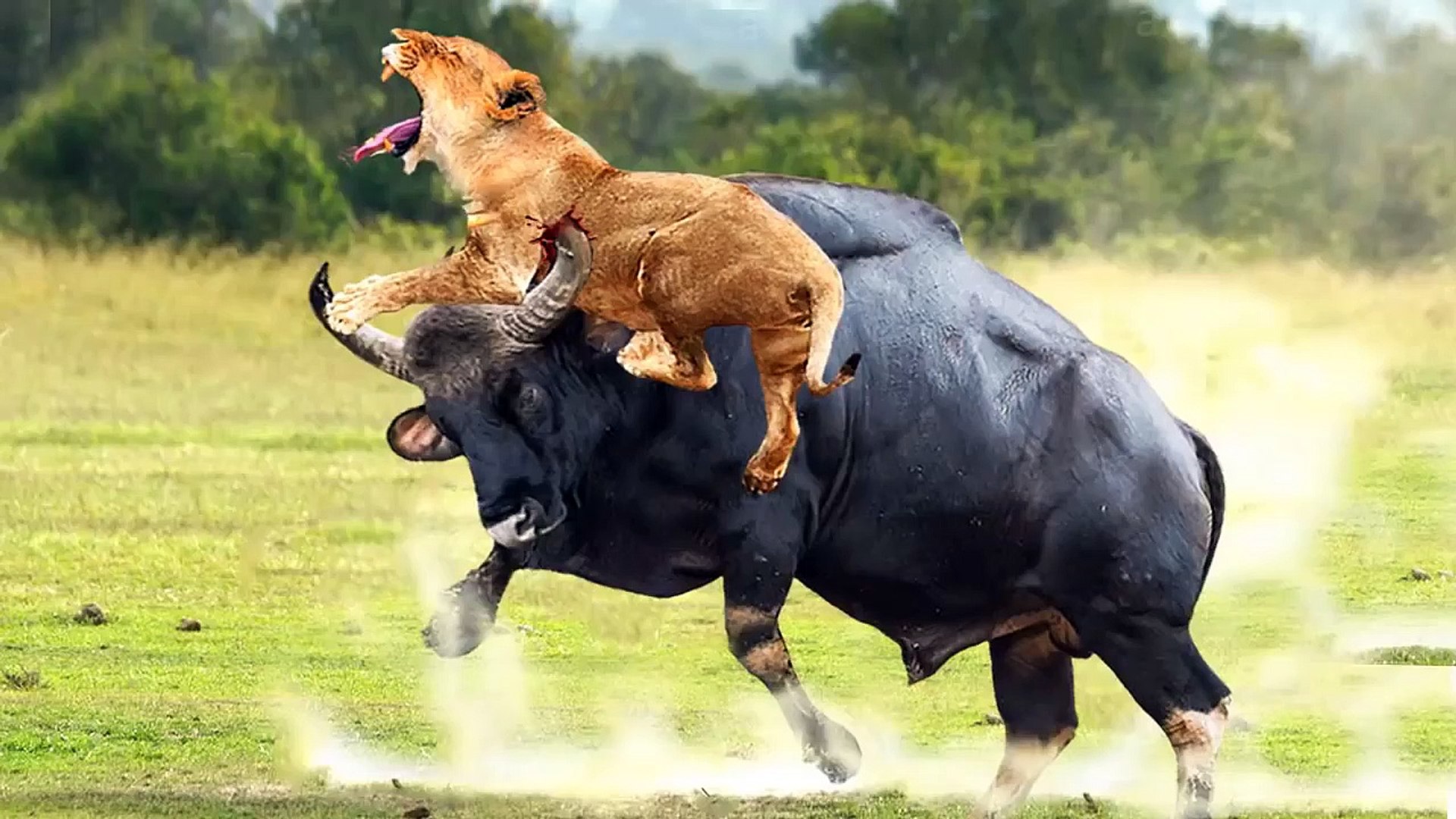 ⁣Prideful Lion VS  Furious Buffalo, the size or the strength ?
