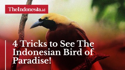 4 Tricks to See The Indonesian Bird of Paradise!