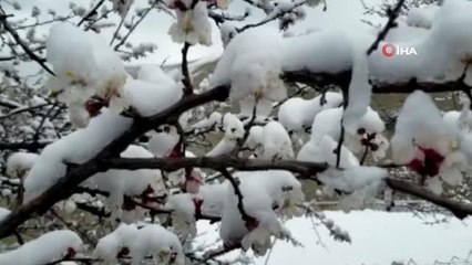 Erzincan'da çiçek açan meyve ağaçlarını don vurdu