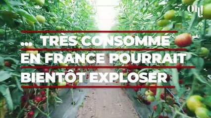 Guerre en Ukraine : le prix de cet aliment très consommé en France va exploser ces prochains jours