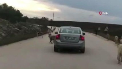 Okula giden 10 yaşındaki çocuğa başıboş 8 köpek saldırdı, 80 dikiş atıldı