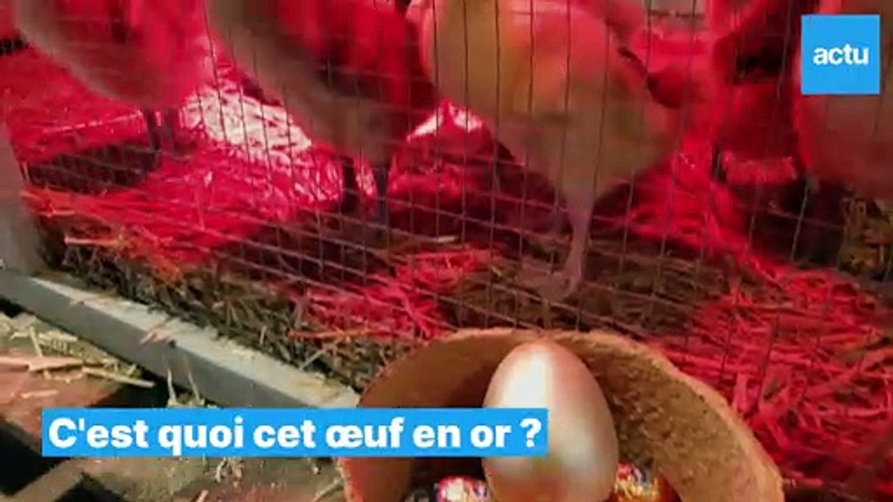 Chasse aux œufs de Pâques à la ferme de Gally, dans les Yvelines