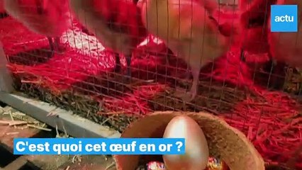 Chasse aux œufs de Pâques à la ferme de Gally, dans les Yvelines