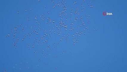 Tekirdağ semalarında geçiş yapan leylek sürüsü kamerada