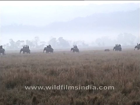 Elephant safari in Kaziranga National Park, Assam