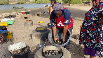 Sénégal: l'huître de mangrove, une perle à cultiver