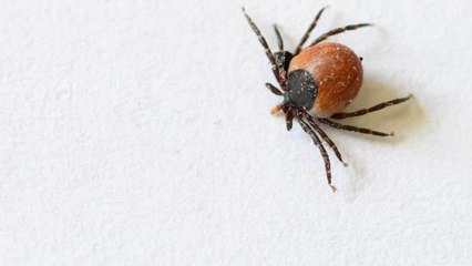 Zeckenbisse: Wie schützt man sich vor Borreliose und FSME?