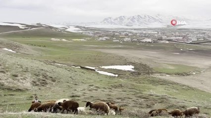 Baharın gelmesiyle yaylalar koyun sürüleriyle şenlendi