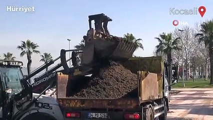 Tonlarca hayvan dışkısı sahile vurdu