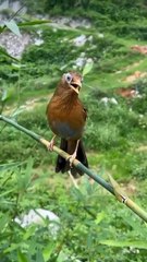 Kızıl karınlı ardıç kuşunun muhteşem ötüşü...