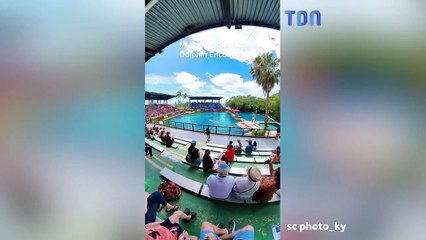 Un dauphin attaque un soigneur dans un parc aquatique, l'attaque est filmée sur TikTok