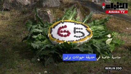أنثى الغوريلا الأكبر سنا في الأسر تحتفل بعيد ميلادها الخامس والستين في حديقة حيوانات برلين