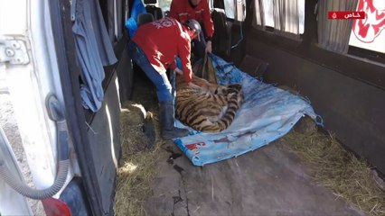 الجزيرة ترصد عملية إجلاء حيوانات حديقة خاركيف الأوكرانية