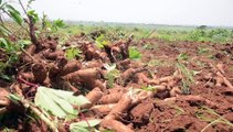 FOOD CHAIN: Promoting Cassava Production: Spotlight on Agricimpact on JoyNews (02/04/2022)