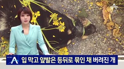 테이프로 입 막고 앞발 등 뒤로 결박…유채꽃밭서 버려진 개