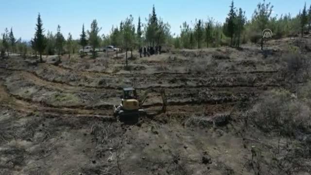 Yanan ormanlık alanlarda ağaçlandırma çalışması sürüyor