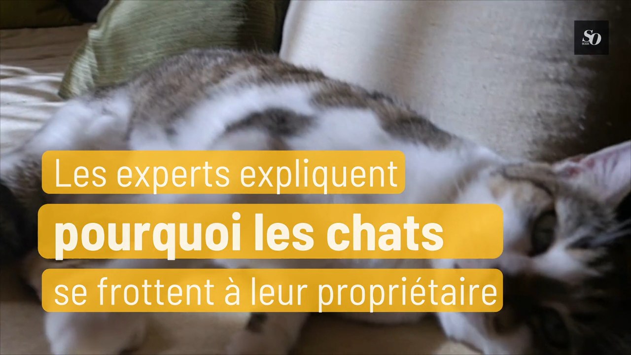 Pourquoi Les Chats Se Frottent A Leur Proprietaire Video Dailymotion