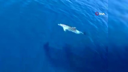 Tur teknesine eşlik eden yunus böyle görüntülendi