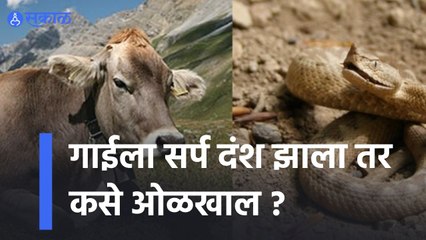 गायीला साप चावल्यावर हे उपाय करा! | Treatment For Snake Bite in Animal