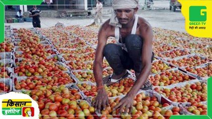Kisan Bulletin - किसानों की परेशानी - नींबू के बाद अब टमाटर की कीमतों में होगी बढ़ोत्तरी, कीट लगने से बढ़ी परेशानी | Green TV