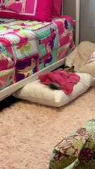 Cute Dachshund Clearly Happy to be in Bed