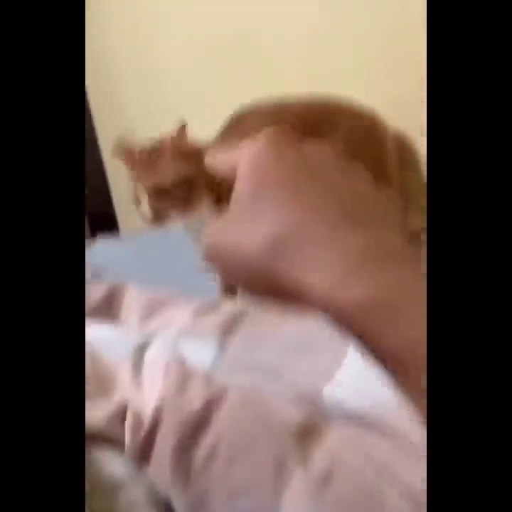 Funniest Cats - OMG!  Please Help I'm Dying Watching These Funniest Cats-Johnny Catsville