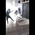 Funniest Cats - Cats Are Hilariously Clumsy - Johnny Catsville