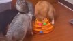 Funniest Cats - Cat's Stupid Actions - Funniest Cats Extraction Video - Johnny Catsville