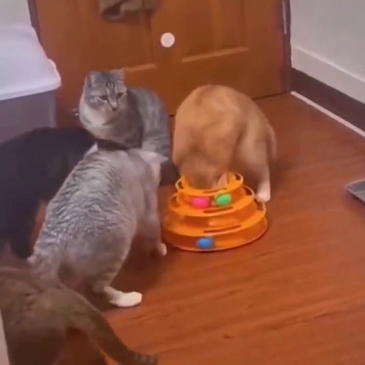 Funniest Cats - Cat's Stupid Actions - Funniest Cats Extraction Video - Johnny Catsville