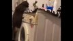 Funniest Cats - Funniest Cats Reactions  Daily Pets In Funny Situations - Johnny Catsville