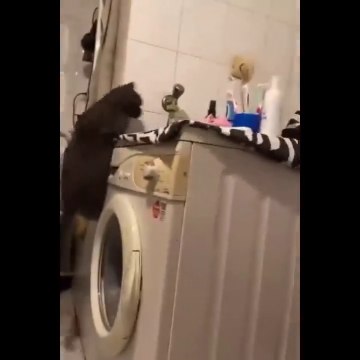Funniest Cats - Funniest Cats Reactions Daily Pets In Funny Situations - Johnny Catsville