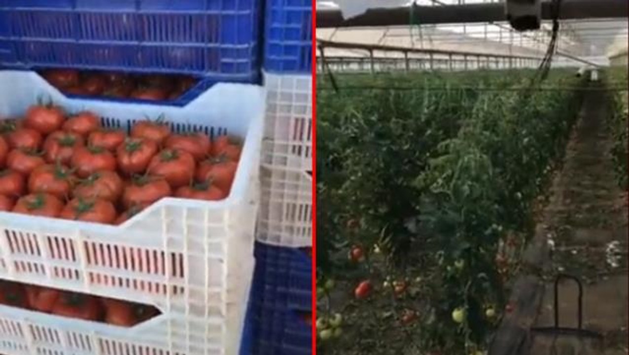Domates neden bu kadar pahalı? Üretici, 1 dakikalık videoda olan biteni özetledi